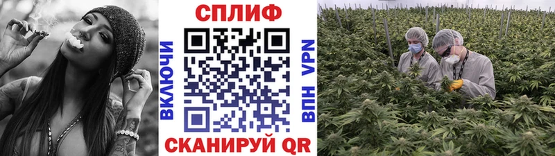 Канабис индика Камбарка